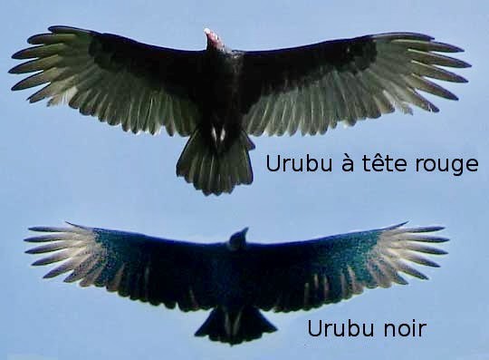 America_Black_Vulture-Turkey_Vulture-silhouettes.jpg: Jim Conrad derivative work is available through Public Domain.